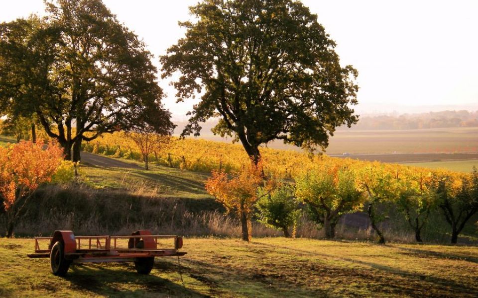 Fall colors of the vineyard and oak trees