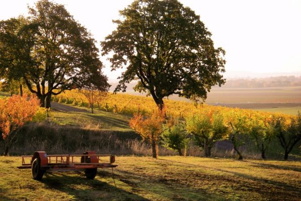 Fall colors of the vineyard and oak trees