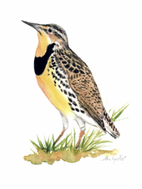 Watercolor painting of a Western Meadowlark bird.