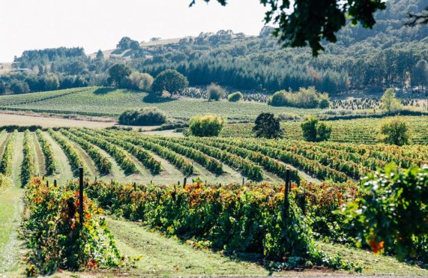 Sequoia Grove block of Pinot Noir leads into the Boot block in the distance.