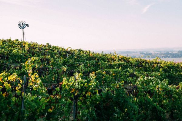 A view from the top of our vineyard towards the windmill.