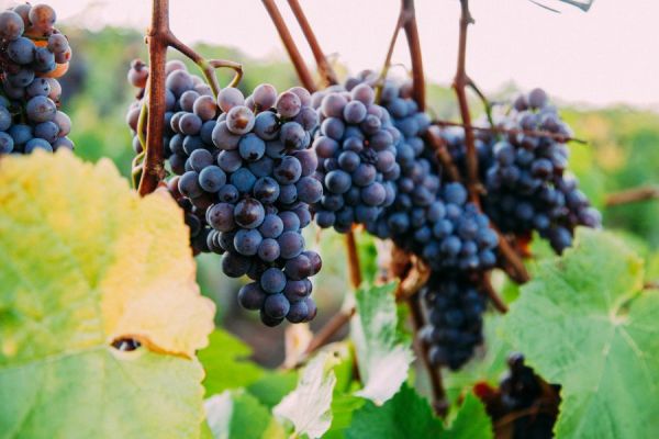 Pinot gris grapes ripen on the vine.