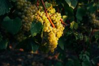 Sunlight highlights clusters of Chardonnay fruit on the vine.