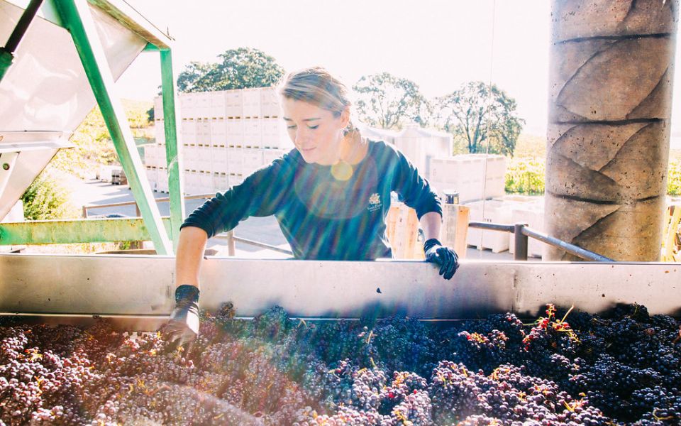 General Manager, Jenny Burger, sorts fruit as a part of the harvest team.