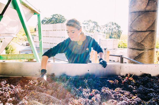 General Manager, Jenny Burger, sorts fruit as a part of the harvest team.
