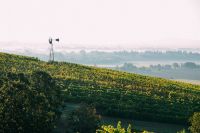 View of the windmill from the top of the vineyard.