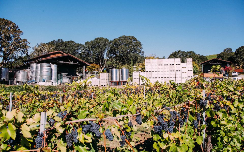 A view of the winery during harvest with tanks, fermentation bins, and barrels, from the view point of the vineyard.