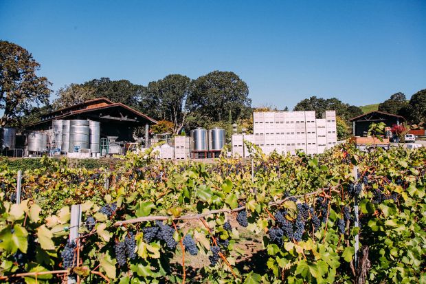 A view of the winery building during harvest with tanks and fermentation bins stacked outside. 