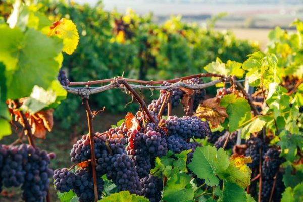 Purple clusters ripen on the vine.